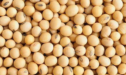Oilseed